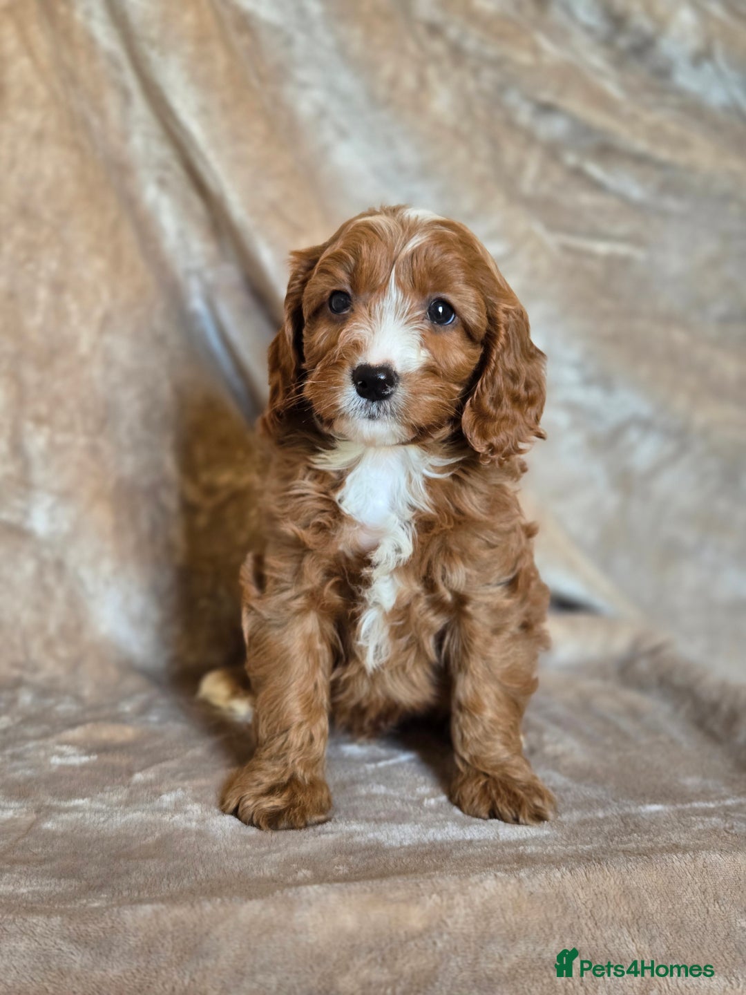 Cavapoo dogs for sale: Gorgeous Fox Red Cavapoo health tested parents  - Image 36