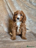 Cavapoo dogs - Advert 2