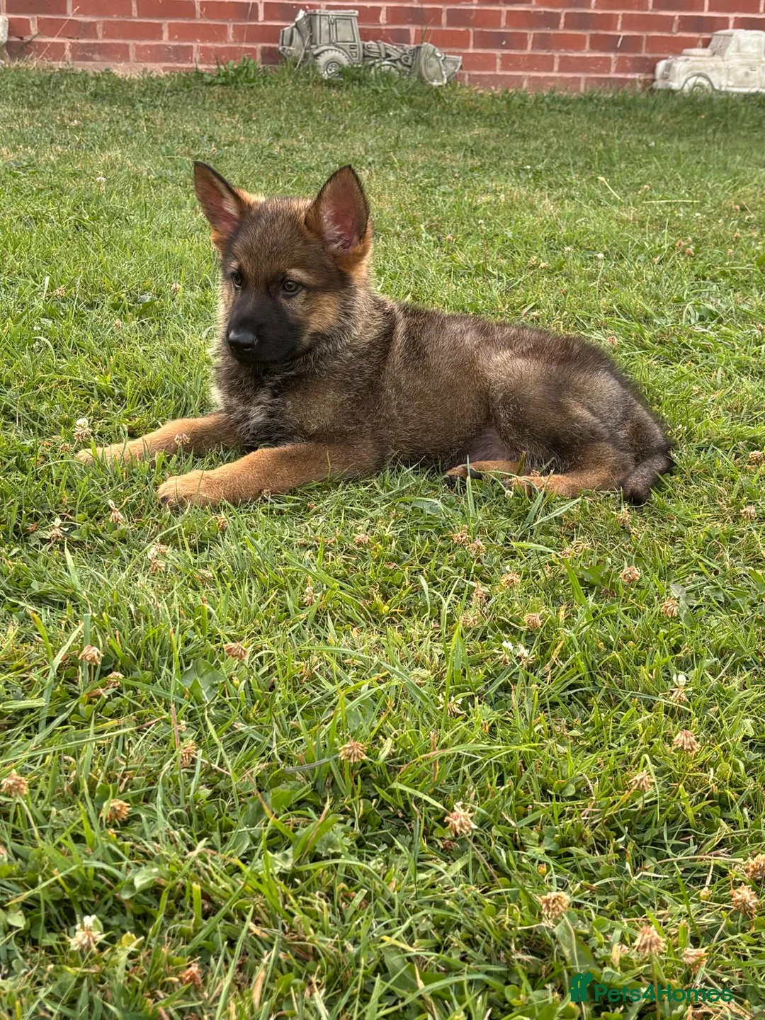 German Shepherd dogs for sale: 9 week old German shepherd puppy  - Advert 1