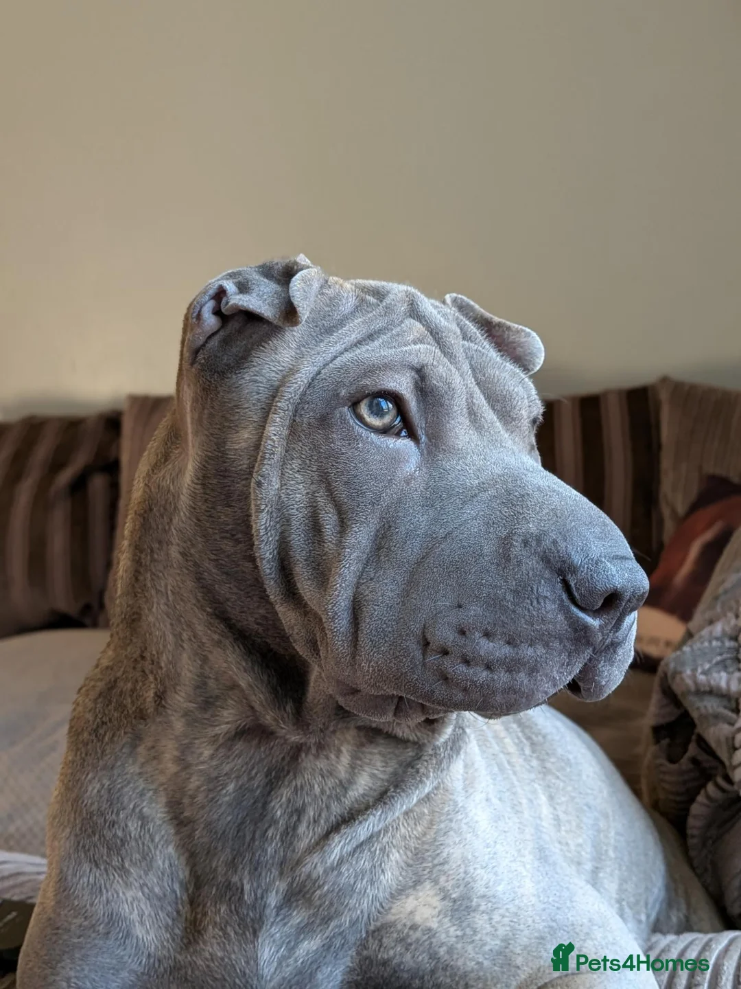 Mixed Breed dogs for sale: Shar-Pei x Staffy - Advert 5