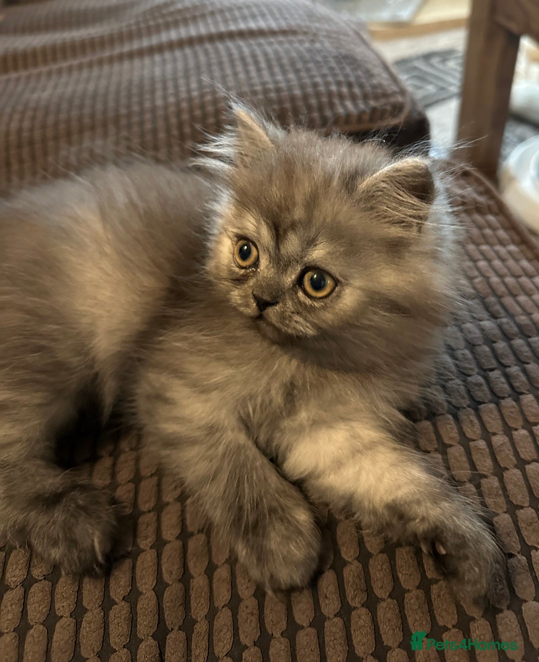 Persian cats for sale: 2 gorgeous cuddly Persian baby boys💙 - Advert 20