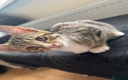 Domestic Shorthair cats for sale: Adorable Domestic Shorthair Kittens - Image 4