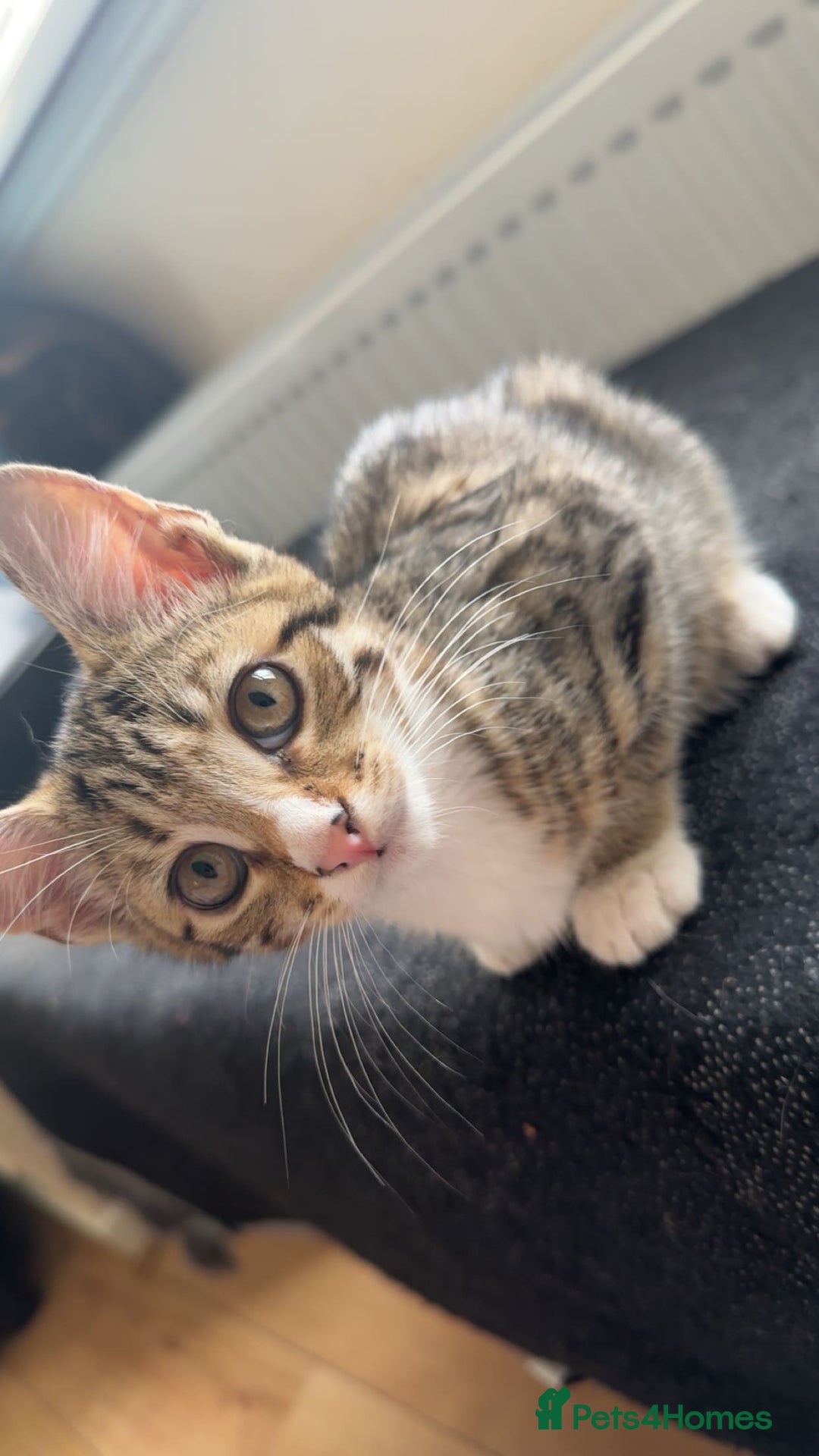 Domestic Shorthair cats for sale: Adorable Domestic Shorthair Kittens - Image 4