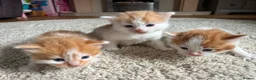 Mixed Breed cats for sale: X2 Ginger Tabby Queens  - Advert 4