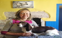 Sproodle dogs for sale: Sproodle F1 Puppies - Image 11