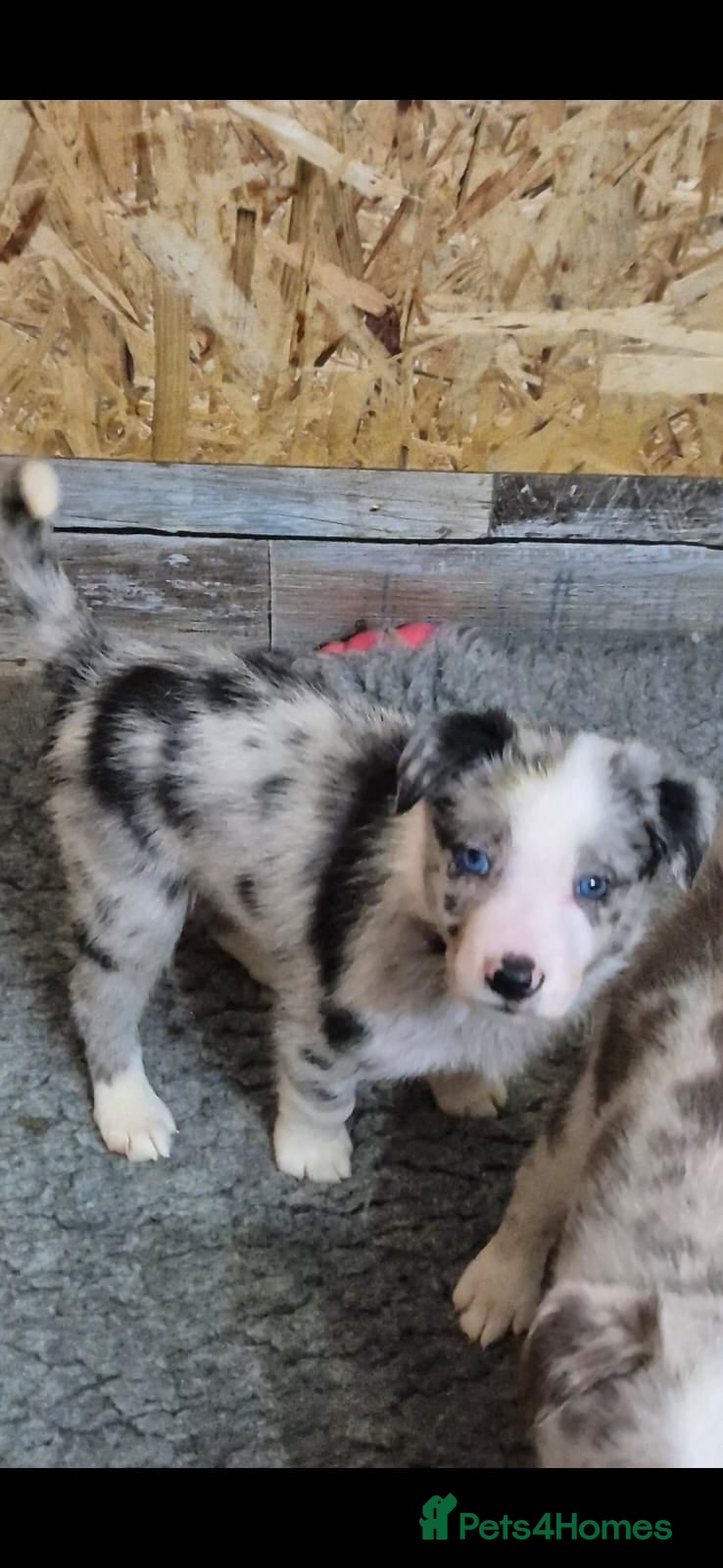 Border Collie dogs 9 week old male border collie  in Tamworth - Advert 1