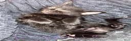 Mixed Breed cats for sale: 5 kittens ready for there forever homes - Advert 7