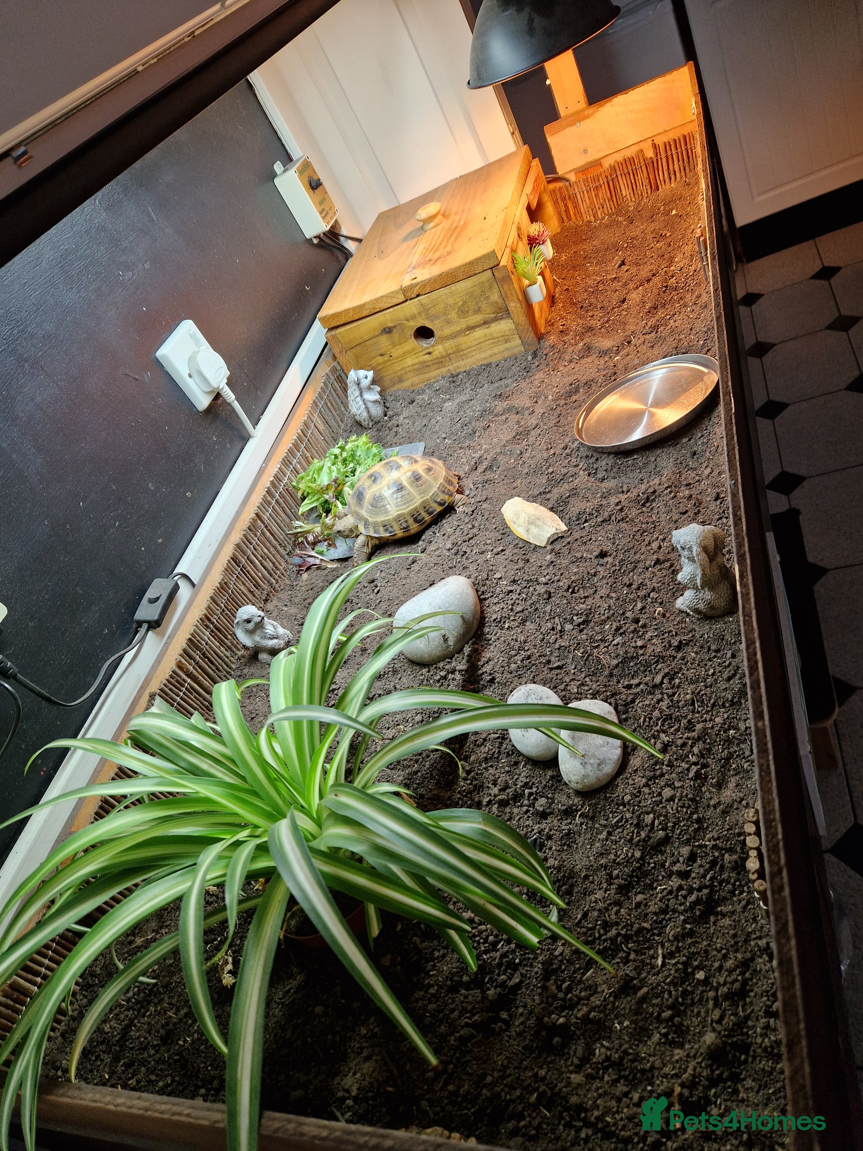 Tortoise reptiles Horsefield Tortoise - Advert 10