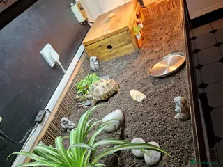 Tortoise reptiles Horsefield Tortoise - Advert 5