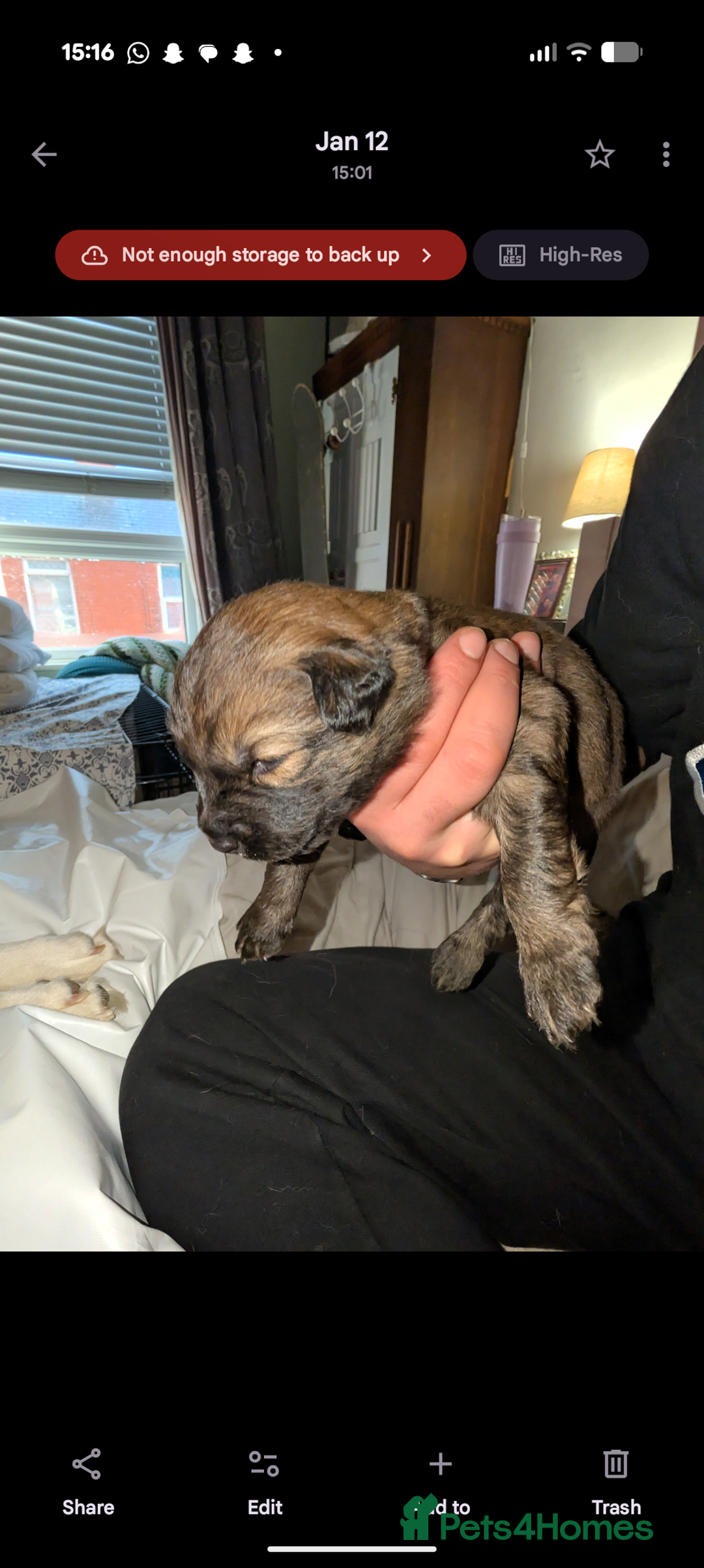 Mixed Breed dogs for sale: Gerhusky kelpie Labrador mix - Advert 23