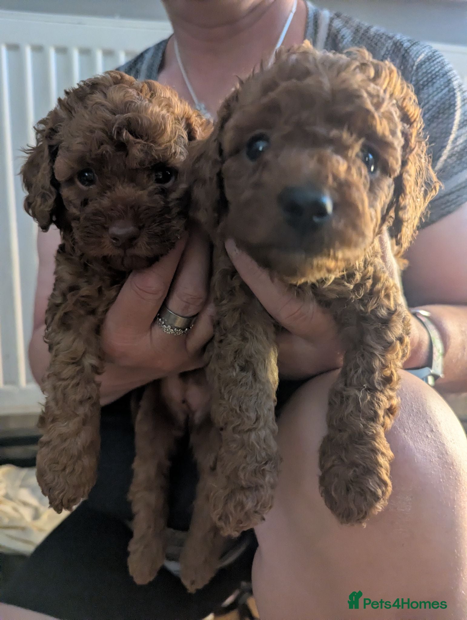 Labradoodle dogs F1B miniature labradoodle  - Advert 16