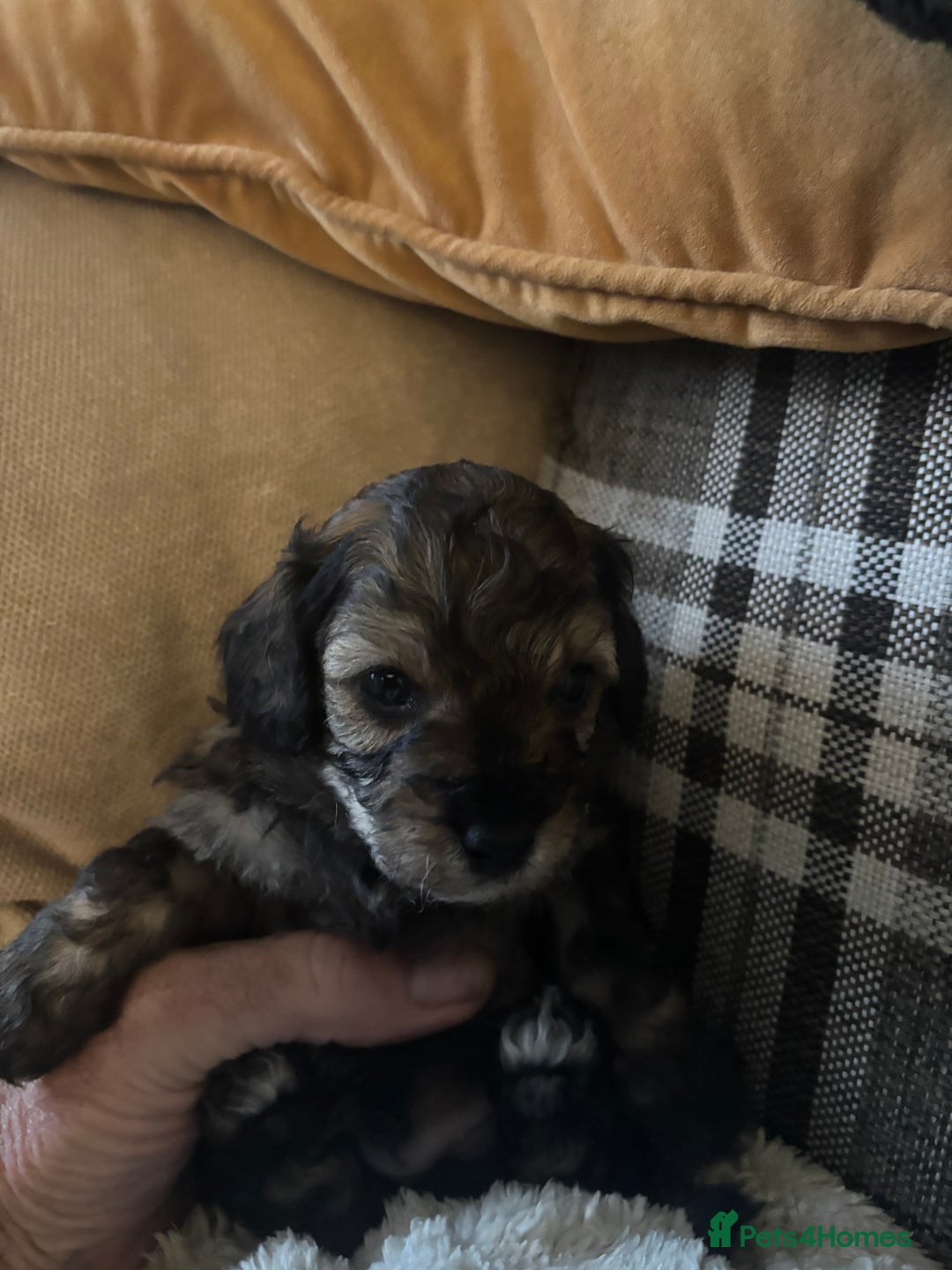 Poochon dogs for sale: Poochon F2Bs - Advert 15