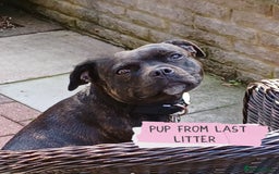 Staffordshire Bull Terrier dogs for sale: Ready Soon, KC reg, Full Vacs, BVA Eye tested 🐾 - Advert 10