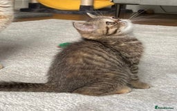 Exotic cats for sale: Highest Quality Exotics (TICA reg) in Horley - Image 5