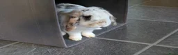 English Spot rabbits for sale: Neutred beautiful boy looking gor his forever home - Advert 20