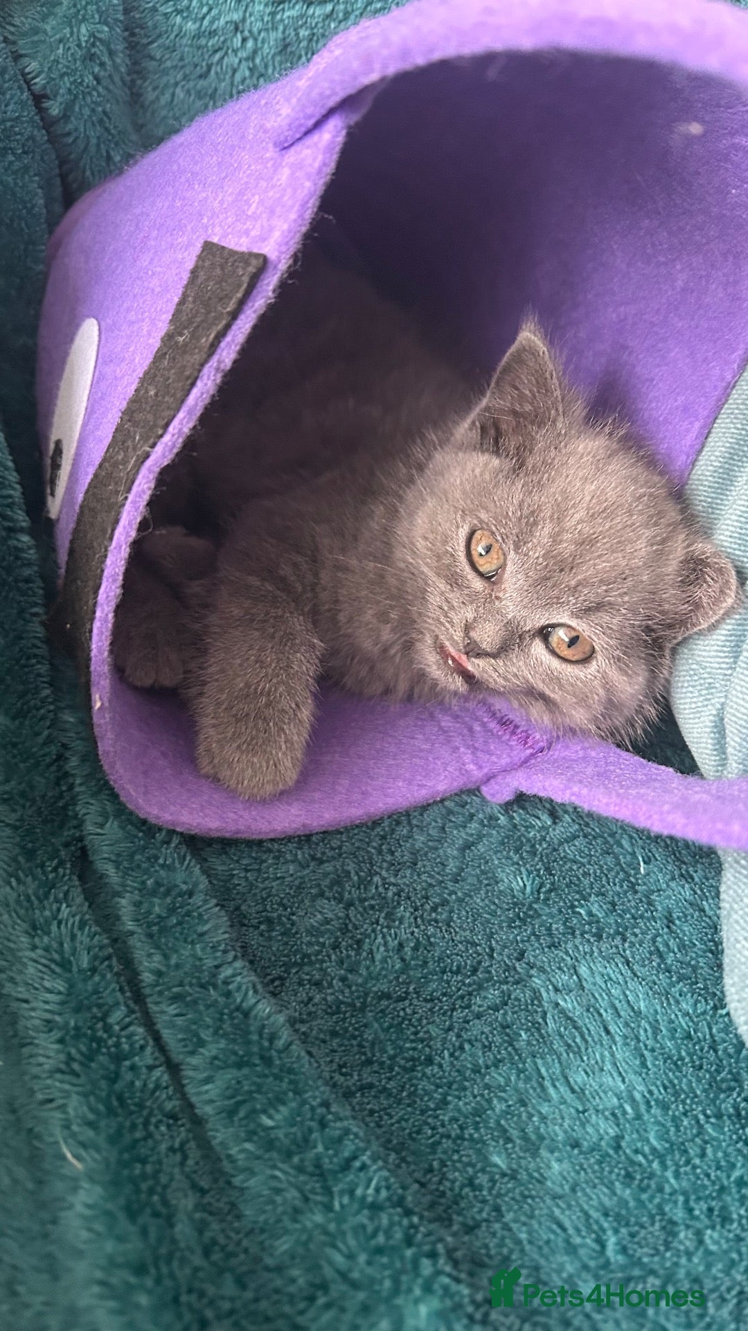 British Shorthair cats Blue British short hair  - Advert 2