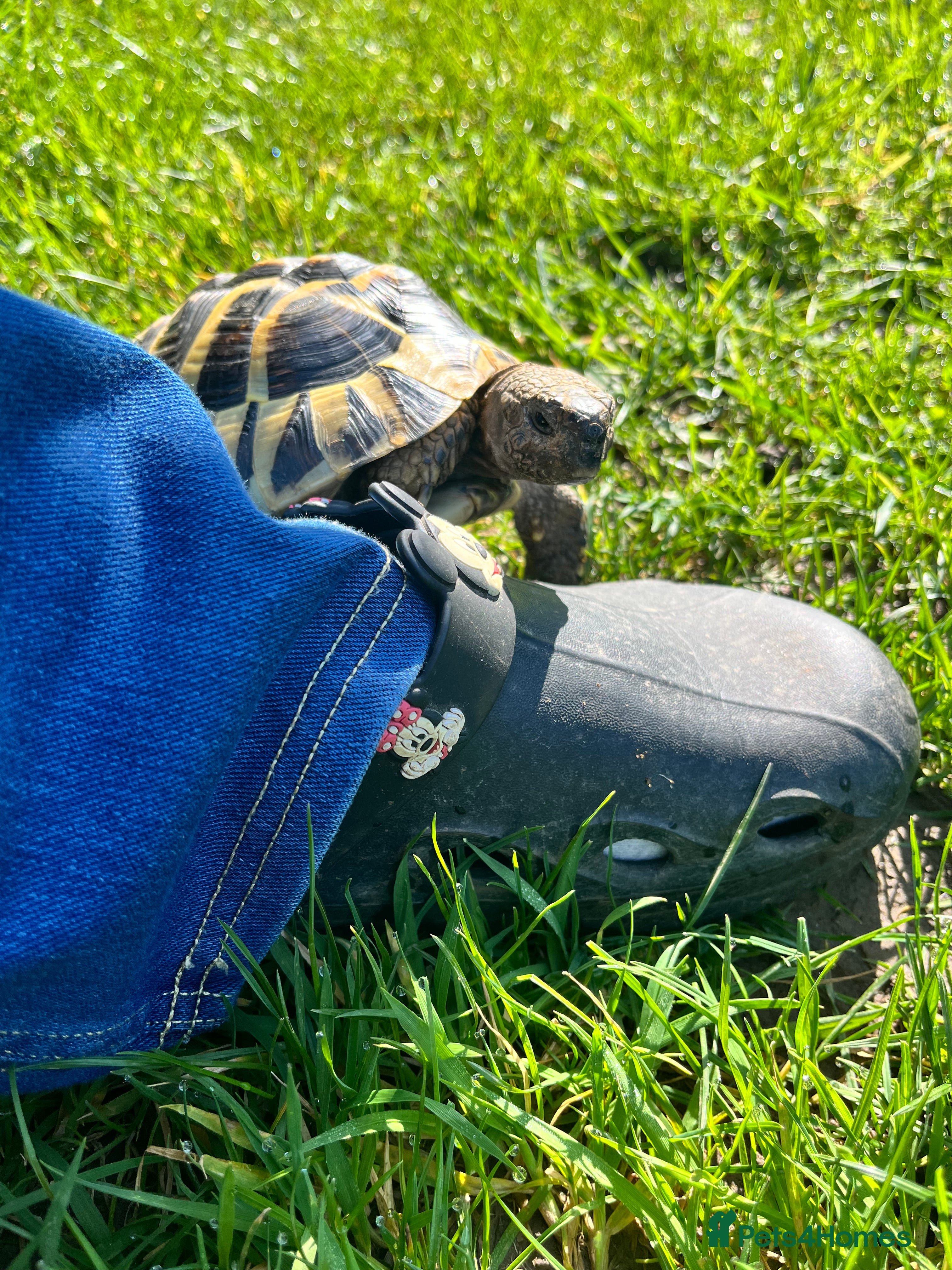 Hermann Tortoise reptiles Dash the Herman Tortoise  - Advert 9