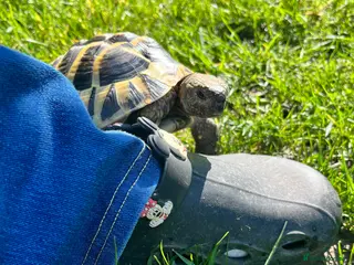 Hermann Tortoise reptiles Dash the Herman Tortoise - Advert 9