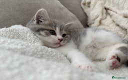 British Shorthair cats for sale: British short hair kitten - Image 3