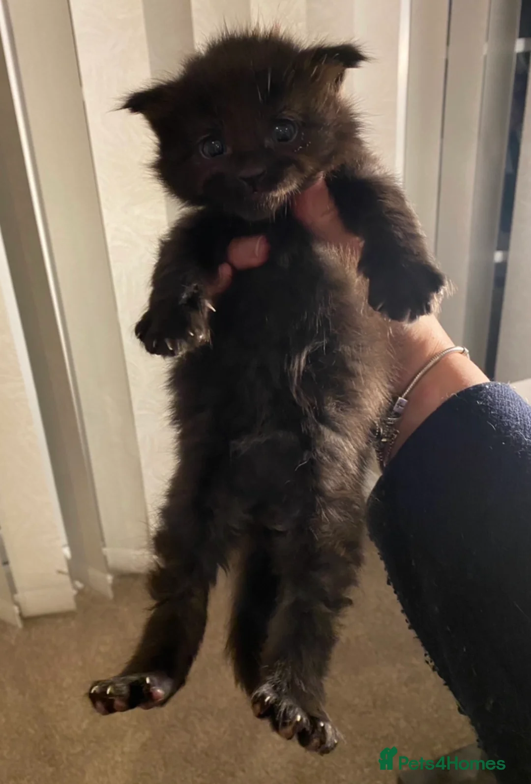 Maine Coon cats for sale: Champion line maine coon girls - Advert 17