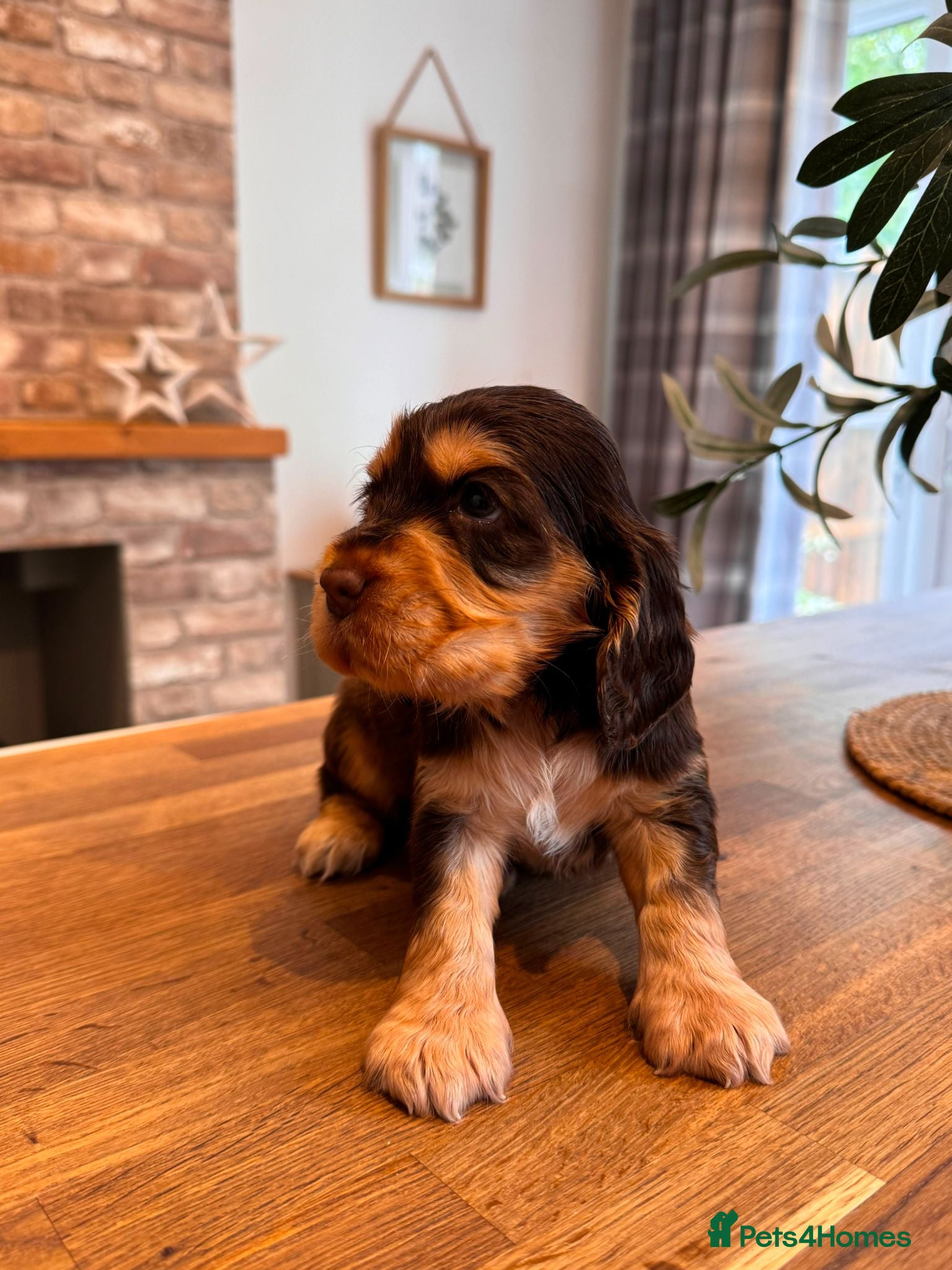 Cocker Spaniel dogs ✨️💜 ADORABLE KC HEALTH TESTED SHOW COCKERS - Advert 2