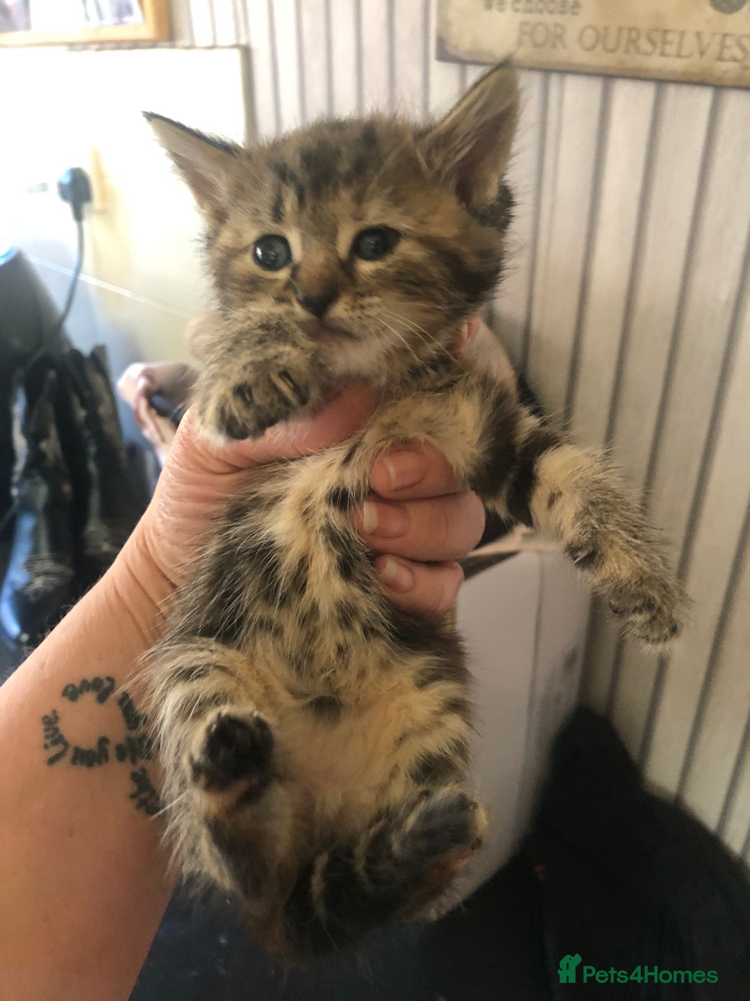 Mixed Breed cats for sale: Tabby boy  - Image 9