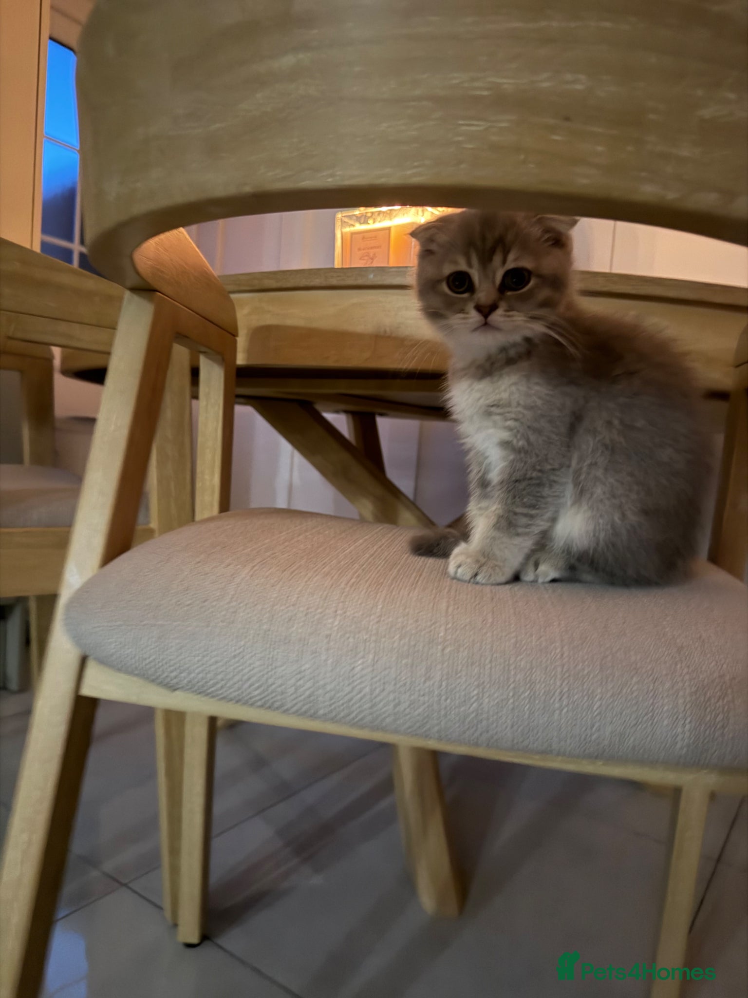 Scottish Fold cats Scottish fold  - Advert 2