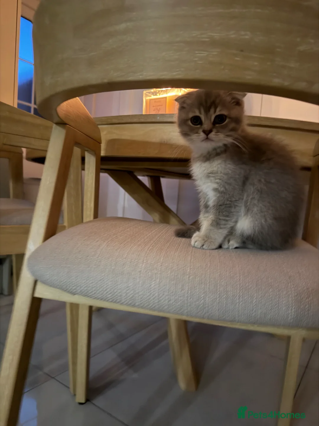 Scottish Fold cats for sale: Scottish fold  - Advert 2