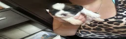 Shih Tzu dogs for sale: Beautiful shih tzu puppies 🥹🐾 - Advert 17