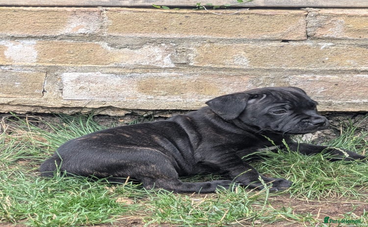 Staffordshire Bull Terrier dogs - Advert 4