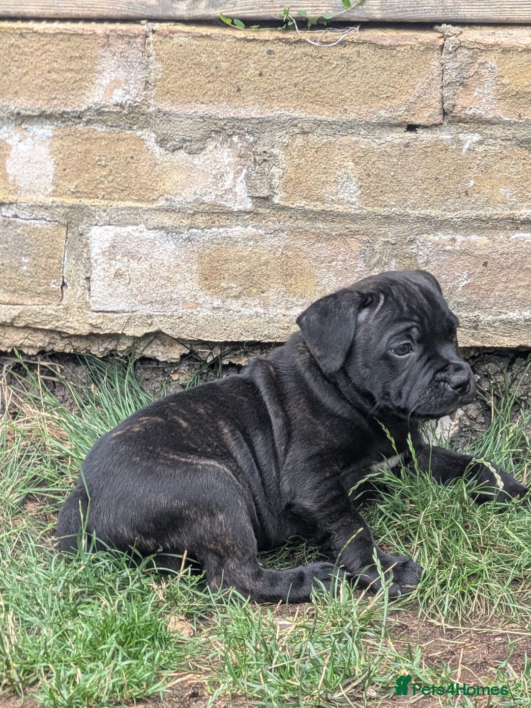 Staffordshire Bull Terrier dogs for sale: Champion Bred - Staffordshire Bull Terrier Puppies - Image 7
