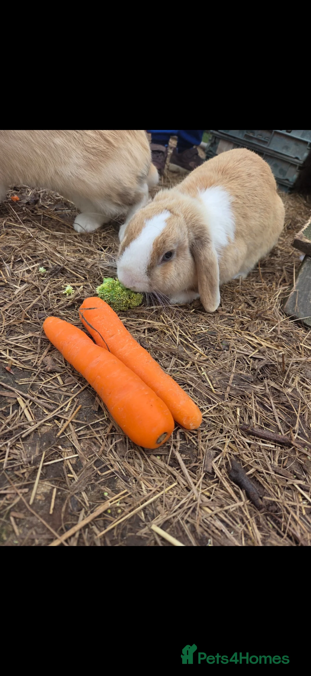Mini Lop rabbits for sale: 3 mini lops available  - Advert 3