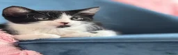 Mixed Breed cats for sale: * 7 BEAUTIFUL KITTENS * 4 FEMALE AND 3 MALE * - Advert 21