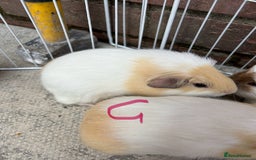 Guinea Pig rodents for sale: baby guinea pigs - Image 3