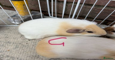 Guinea Pig rodents - Advert 7