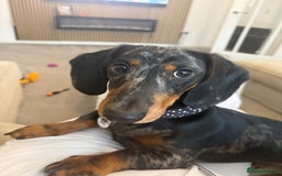 Dachshund dogs for sale: Black & Tan Dapple Dachshund - 8 month old - Image 2