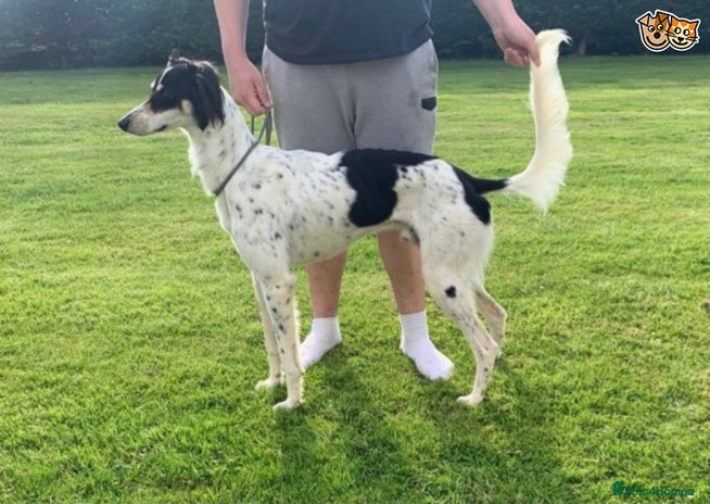 Saluki dogs saluki greyhound for stud in Tonbridge - Advert 3