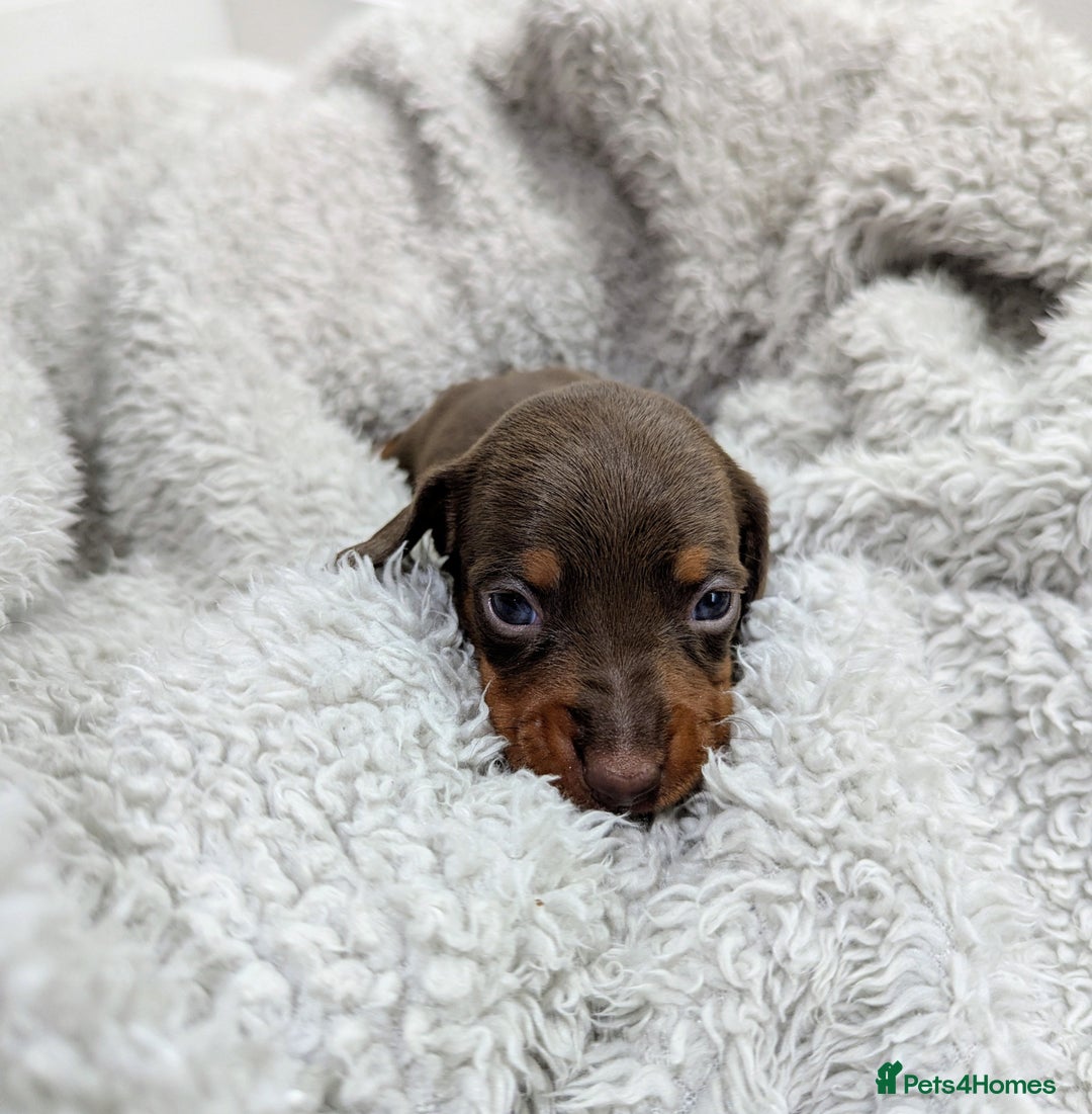 Miniature Dachshund dogs for sale: Beautiful Miniature Dachshund *one little girl* - Advert 10