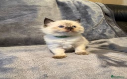 Ragdoll cats for sale: Beautiful ragdoll kittens for sale  - Advert 6