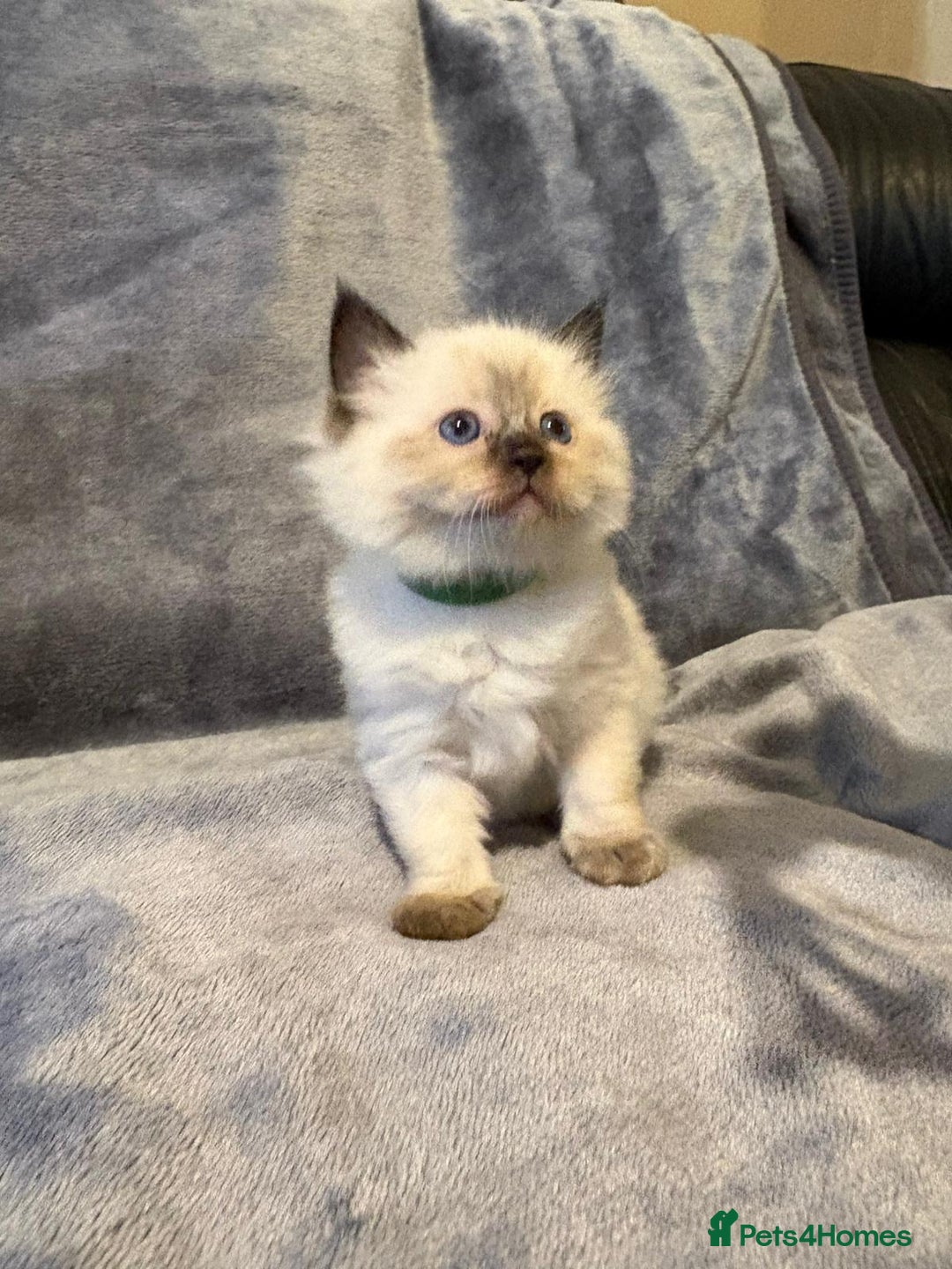 Ragdoll cats for sale: Beautiful ragdoll kittens for sale  - Advert 6