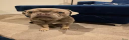 Frug dogs for sale: Blue Bella - Advert 6