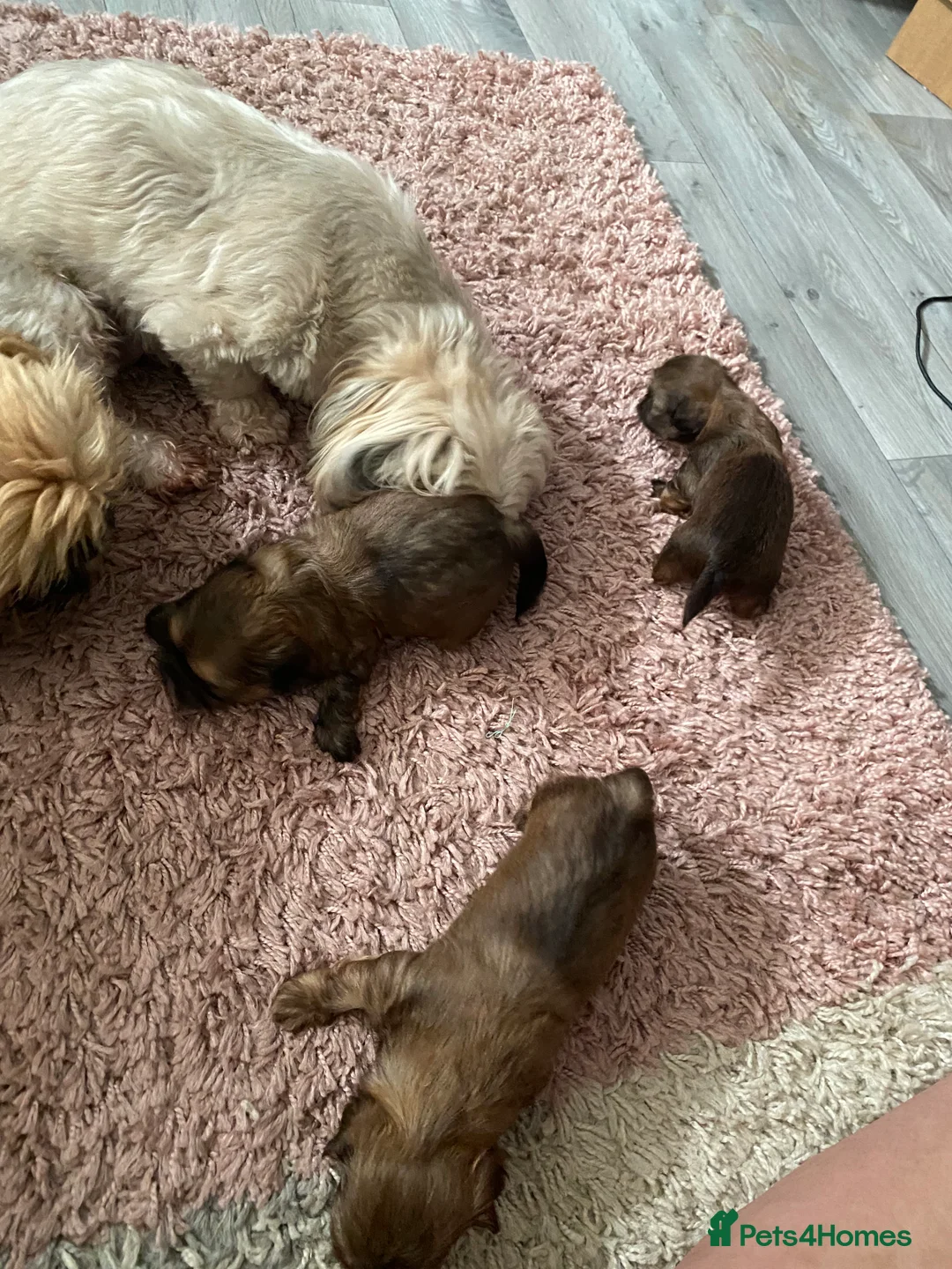 Shih Tzu dogs for stud: Imperial Shih Tzu Stud in Leeds - Advert 7