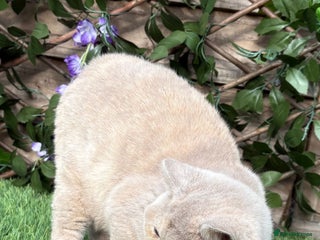 British Shorthair cats for sale: Lovely BSH - Advert 2