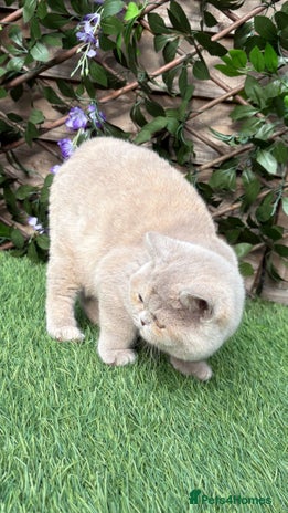 British Shorthair cats Lovely BSH - Advert 16