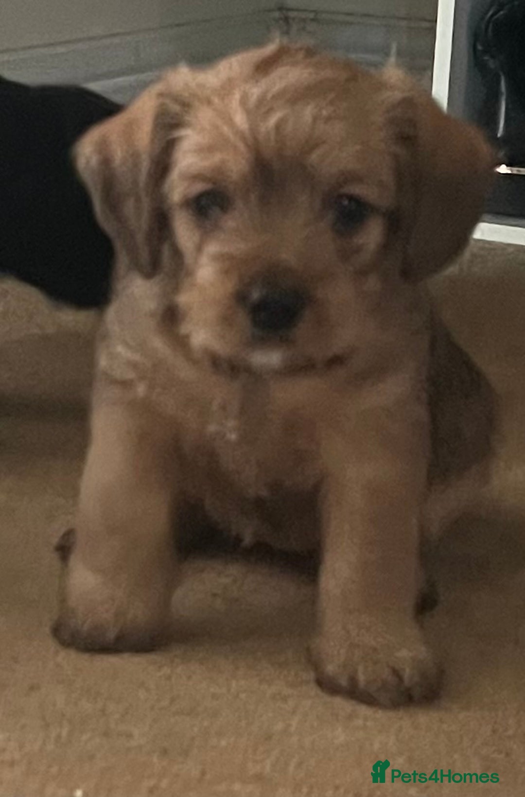 Mixed Breed dogs for sale: Beautiful Little Frocker female ready now  - Advert 5