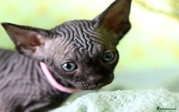 Sphynx cats for sale: Bloodline Sphynx Kittens  - Image 10