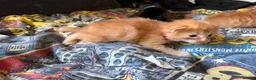 Mixed Breed cats for sale: 2 ginger boys and 2 tabby girls - Advert 14