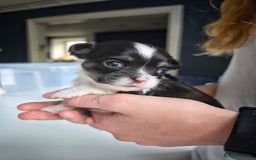 Chihuahua dogs for sale: Beautiful fluffy long haired chihuahuas - Image 17