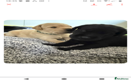 Labrador Retriever dogs for sale:  Labrador pups - Image 12