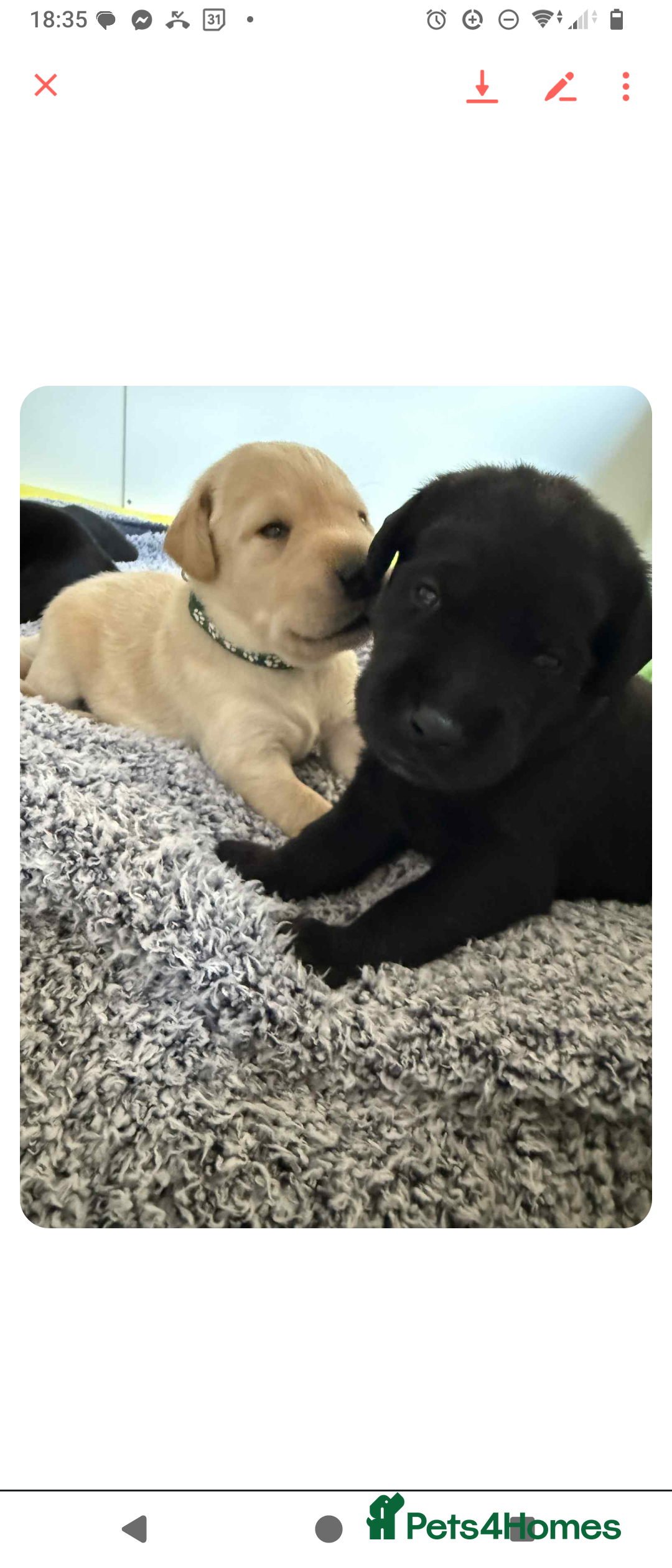 Labrador Retriever dogs for sale:  Labrador pups - Image 12